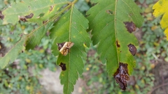 Choreutis xanthogramma