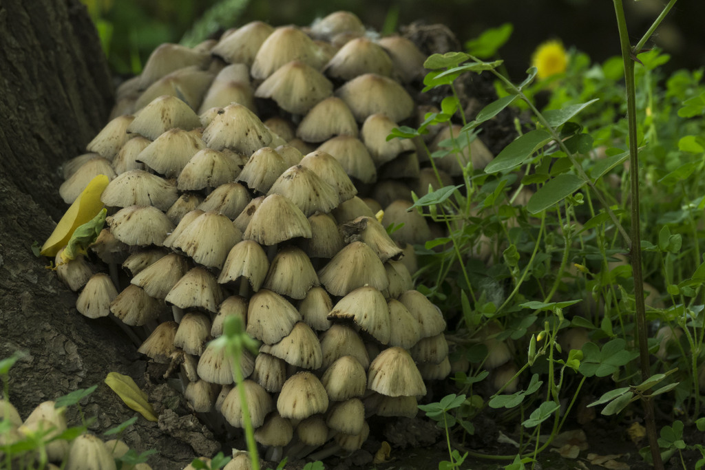 Coprinellus micaceus · October 2021 · photo: © silviomontani (iNaturalist, cc-by)