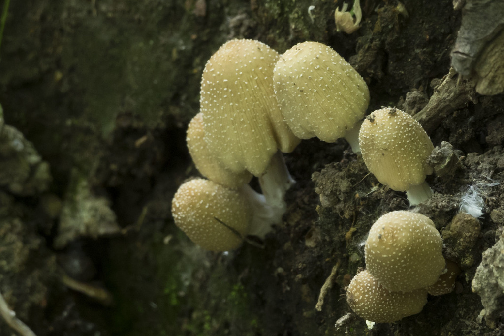 Coprinellus micaceus · October 2021 · photo: © silviomontani (iNaturalist, cc-by)