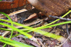 Sphenomorphus incognitus