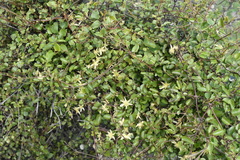Clematis forsteri