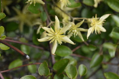 Clematis forsteri