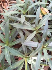Tradescantia spathacea