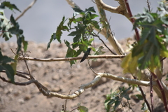 Cynanthus latirostris