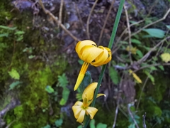 Echeandia reflexa
