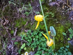 Echeandia reflexa