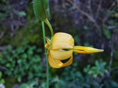 Echeandia reflexa