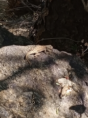 Urosaurus bicarinatus