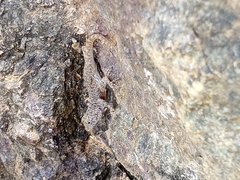 Urosaurus bicarinatus