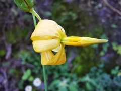 Echeandia reflexa