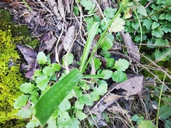 Echeandia reflexa