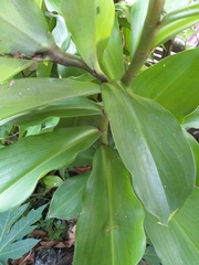 Costus pictus