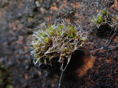 Syntrichia antarctica