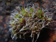 Syntrichia antarctica
