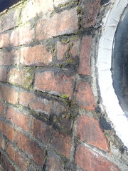 Syntrichia antarctica