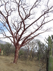 Bursera morelensis