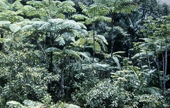 Cyathea arborea