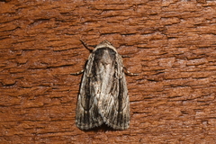 Sympistis badistriga