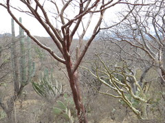 Bursera morelensis