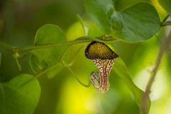 Aristolochia triangularis