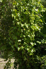 Aristolochia triangularis