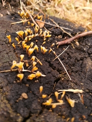Fungi