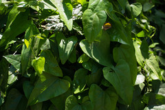 Aristolochia triangularis