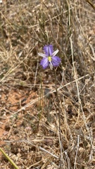 Thysanotus baueri