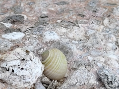 Nerita plicata