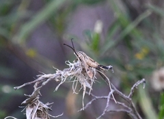 Hymenoclea palmii