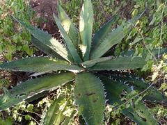 Agave quiotepecensis