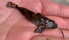 Cottus rhotheus