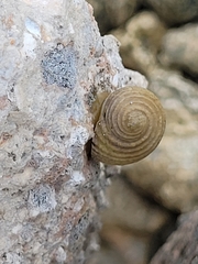 Nerita plicata