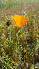 Eschscholzia lemmonii