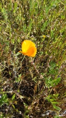 Eschscholzia lemmonii