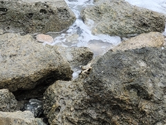 Grapsus tenuicrustatus