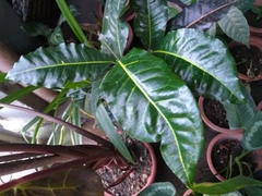 Codiaeum variegatum