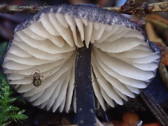Entoloma largentii