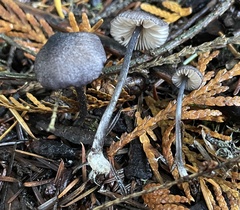 Entoloma largentii