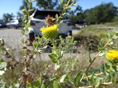 Grindelia nuda