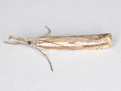 Agriphila attenuatus