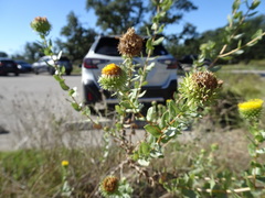 Grindelia nuda