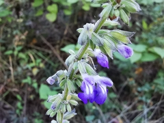 Salvia urolepis