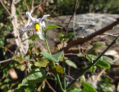 Solanum triquetrum