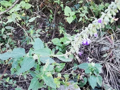 Salvia urolepis