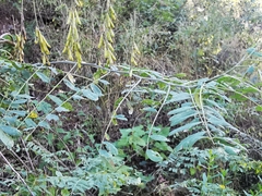 Indigofera thibaudiana