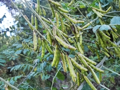 Indigofera thibaudiana