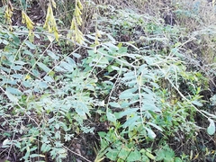 Indigofera thibaudiana