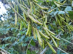 Indigofera thibaudiana