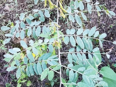 Indigofera thibaudiana